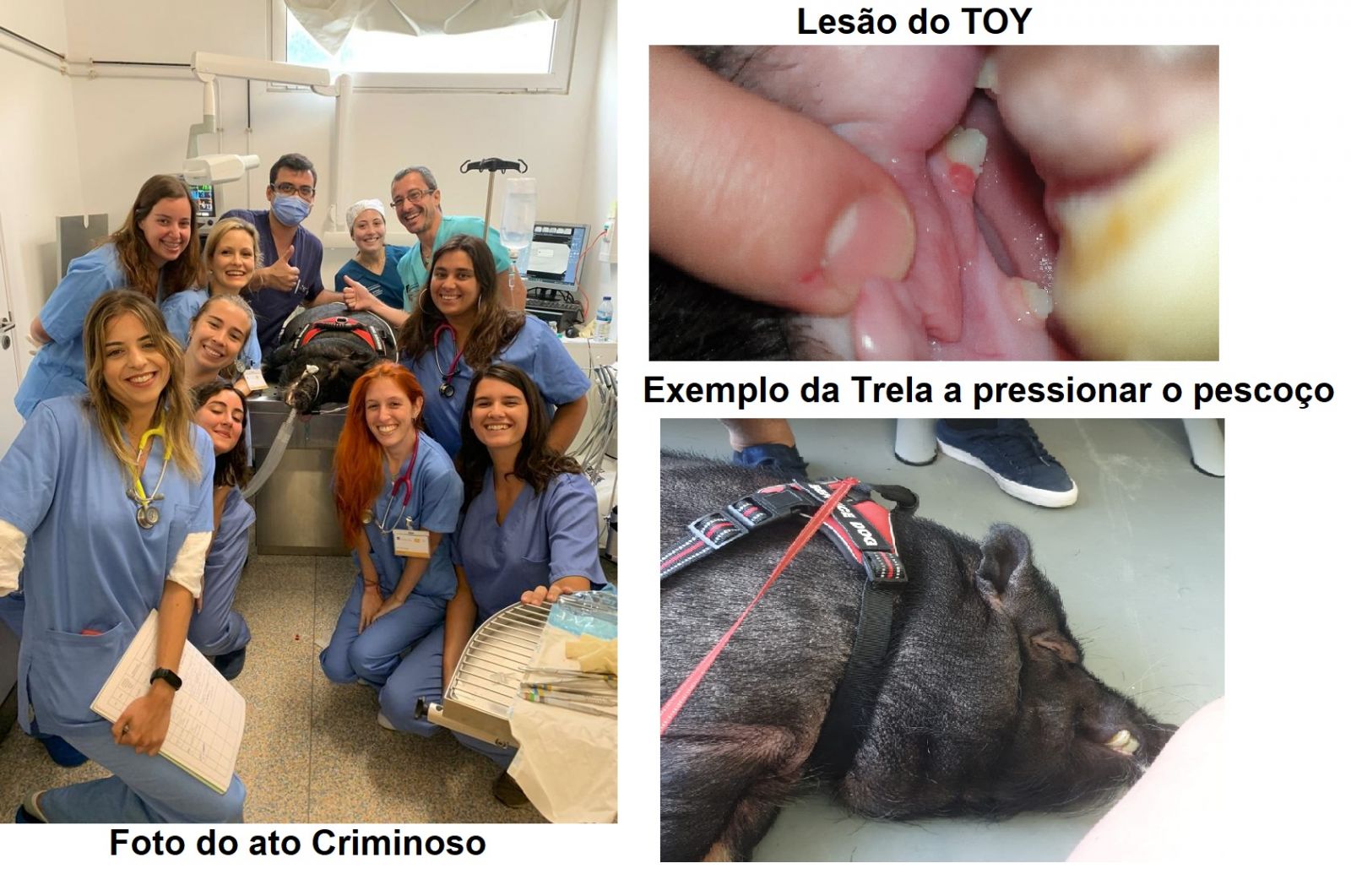 Faculdade de Medicina Veterinária da Universidade Lusófona - Morte de um animal doméstico, por causa de uma experiência